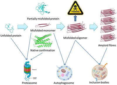 Applications of Raman spectroscopy in the diagnosis and monitoring of neurodegenerative diseases